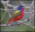 _2SB2908 painted bunting